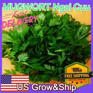 Mugwort Live Plant - Artemisia Argyi Silvery Wormwood - Medium 1ft - Image 10