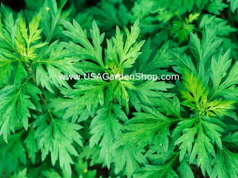 Mugwort Live Plant - Artemisia Argyi Silvery Wormwood - Medium 1ft - Image 2