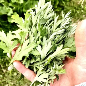 Mugwort Live Plant - Artemisia Argyi Silvery Wormwood - Medium 1ft - Image 5