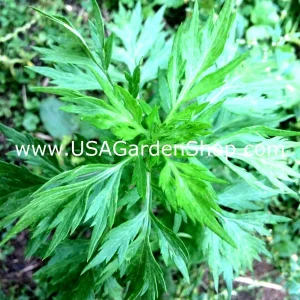 Mugwort Live Plant - Artemisia Argyi Silvery Wormwood - Medium 1ft - Image 6