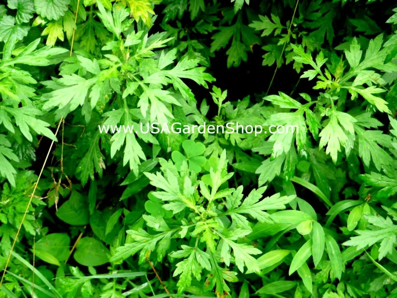 Mugwort Live Plant - Artemisia Argyi Silvery Wormwood - Medium 1ft - Image 7