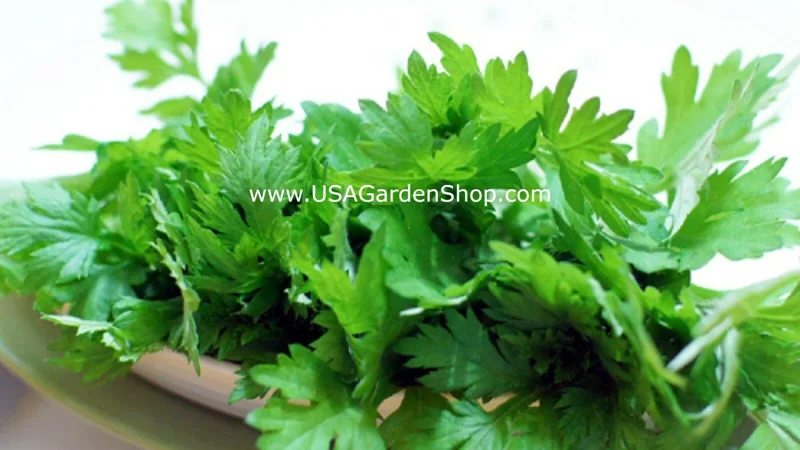 Mugwort Live Plant - Artemisia Argyi Silvery Wormwood - Medium 1ft - Image 8