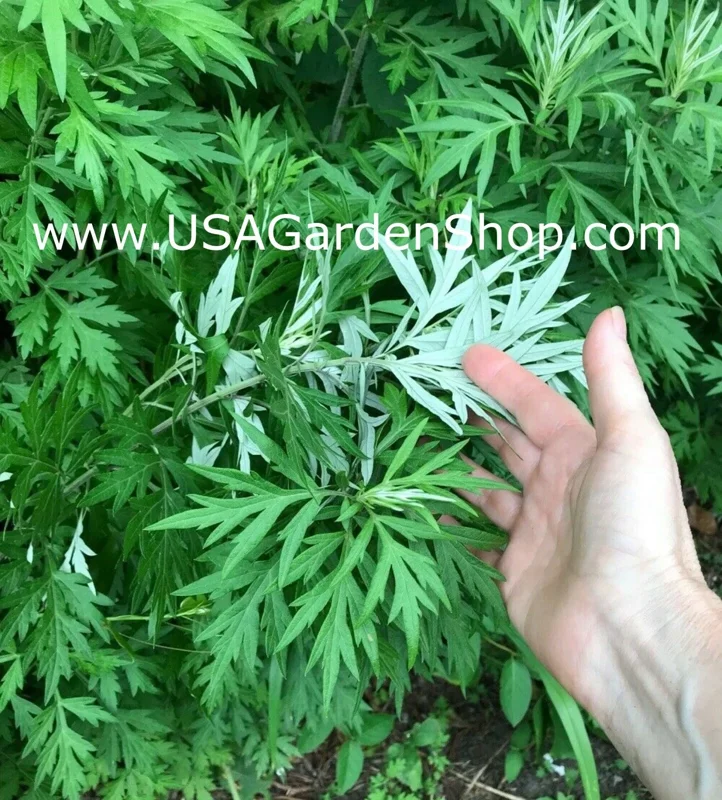 Mugwort Live Plant - Artemisia Argyi Silvery Wormwood - Medium 1ft - Image 9