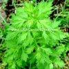 Mugwort Live Plant - Artemisia Argyi Silvery Wormwood - Medium 1ft - Image 1