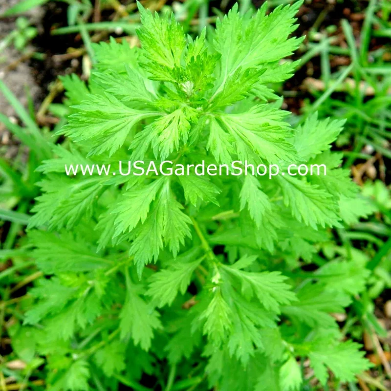 Mugwort Live Plant - Artemisia Argyi Silvery Wormwood - Medium 1ft - Image 1