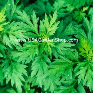 Mugwort Live Plant - Artemisia Ngai Cuu Yomogi Argyi - Silvery Wormwood - Indoor/Outdoor - 1ft Tall - Image 2