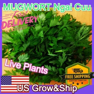 Mugwort Live Plant - Artemisia Ngai Cuu Yomogi Argyi - Silvery Wormwood - Indoor/Outdoor - 1ft Tall - Image 4