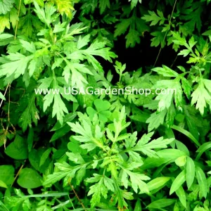 Mugwort Live Plant - Artemisia Ngai Cuu Yomogi Argyi - Silvery Wormwood - Indoor/Outdoor - 1ft Tall - Image 7