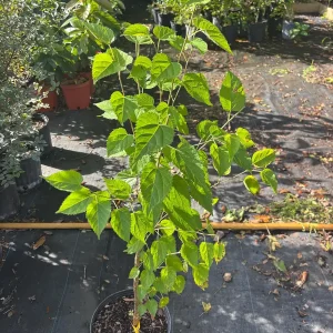 Mulberry Tree Live Plant – Ever-Bearing – 3 Gallon Pot – 3 Feet Tall – Outdoor - Image 2