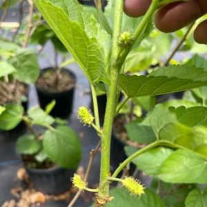 Mulberry Tree Live Plant – Ever-Bearing – 3 Gallon Pot – 3 Feet Tall – Outdoor - Image 3