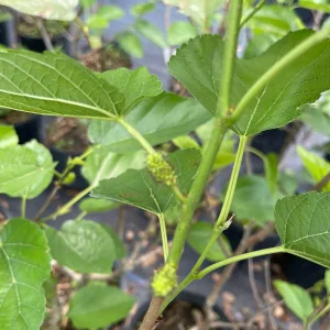 Mulberry Tree Live Plant – Ever-Bearing – 3 Gallon Pot – 3 Feet Tall – Outdoor - Image 5