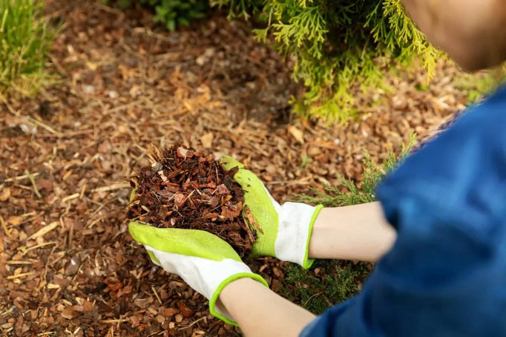 Adding mulch helps retain moisture, suppress weeds, and protect plant roots
