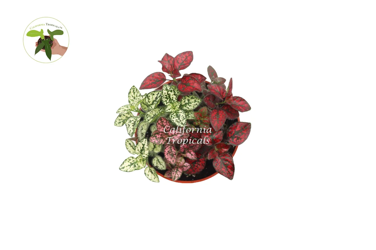 Multi-Color Polka Dot Live Plant - 4 inch Pot - Vibrant Foliage Houseplant - Image 2