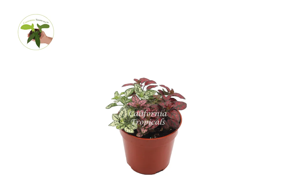 Multi-Color Polka Dot Live Plant - 4 inch Pot - Vibrant Foliage Houseplant - Image 1