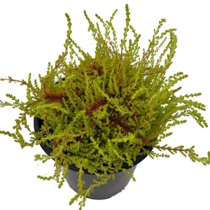 Multi-Color Scotch Heather Live Plant - Hardy Calluna Vulgaris, 4 inch Pot - Image 1