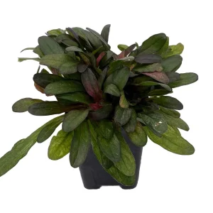 Multicolor Ajuga reptans Live Plant – Carpet Bugle in 2.5