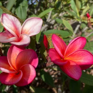 Multicolored Pink Plumeria Frangipani Unrooted Cuttings 10-12 inch - Image 2