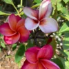 Multicolored Plumeria Cuttings 10-12 inch - Unrooted Frangipani for Fragrant Flowers - Image 1