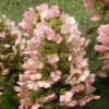 Munchkin Oakleaf Hydrangea Live Plant - 6-12" Tall, 1 Qt Pot - Hardy Shrub - Image 1