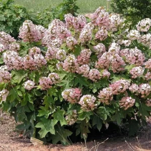 Munchkin Oakleaf Hydrangea Live Plant - 6-12