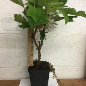 Munchkin Oakleaf Hydrangea Live Plant - 6-12