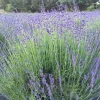 Munstead English Lavender Live Plant - Perennial Herb for Garden, Culinary - Image 1