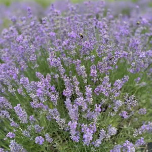 Munstead English Lavender Live Plant - Perennial Herb for Garden, Culinary - Image 2