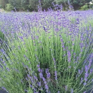 Munstead English Lavender Live Plant - Perennial Herb for Garden, Culinary - Image 1