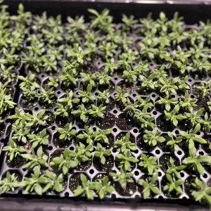 Munstead English Lavender Live Plant - Perennial Herb for Garden, Culinary - Image 4