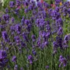 Munstead Lavender Live Plant Plug - 3-6" Tall - English Lavender for Garden & Culinary - Image 1