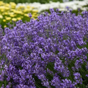 Munstead Lavender Live Plant Plug - 3-6