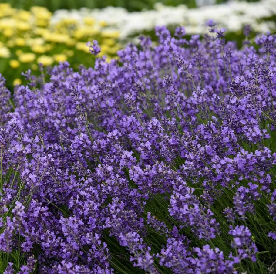 Munstead Lavender Live Plant Plug - 3-6" Tall - English Lavender for Garden & Culinary - Image 2