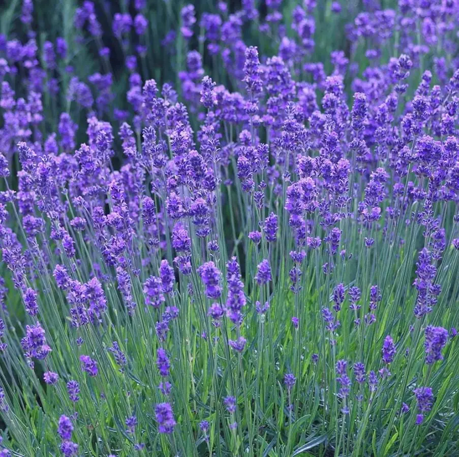Munstead Lavender Live Plant Plug - 3-6" Tall - English Lavender for Garden & Culinary - Image 4