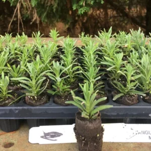 Munstead Lavender Live Plant Plug - 3-6
