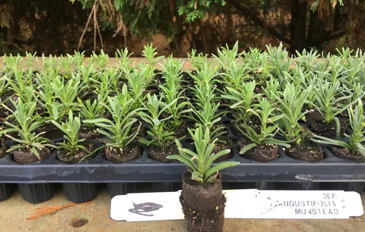 Munstead Lavender Live Plant Plug - 3-6" Tall - English Lavender for Garden & Culinary - Image 5