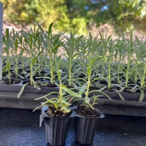Munstead Lavender Live Plant Plug - 3-6