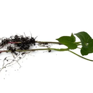 Murasaki Sweet Potato Slips - Ipomoea batatas - 2 Live Plant Cuttings - Image 2