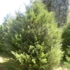 Murray Leyland Cypress Live Plant – 3" Container – Outdoor Evergreen Shrub - Image 1