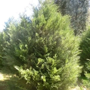 Murray Leyland Cypress Live Plant – 3" Container – Outdoor Evergreen Shrub - Image 1