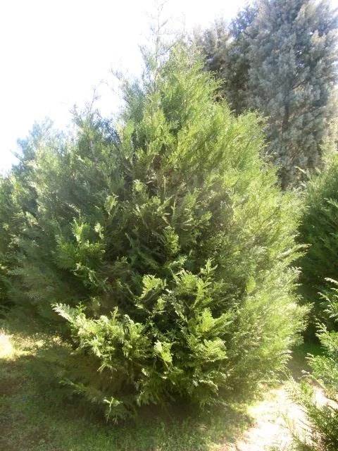 Murray Leyland Cypress Live Plant – 3" Container – Outdoor Evergreen Shrub - Image 1