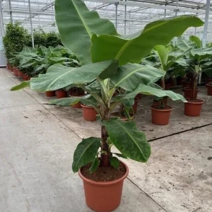 Musa 'Dwarf Cavendish' Banana Seeds - 10 Pcs Dwarf Fruit Plant Bonsai - Image 3