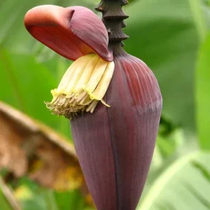 Musa 'Gran Nain' Banana Tree Seeds - 10 Count Pack for Indoor & Outdoor Growing - Image 4