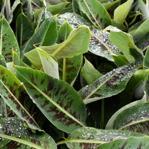 Musa 'Poquito' Banana Tree Live Plant - Compact Indoor/Outdoor Banana Plant, 4 inch pot - Image 2