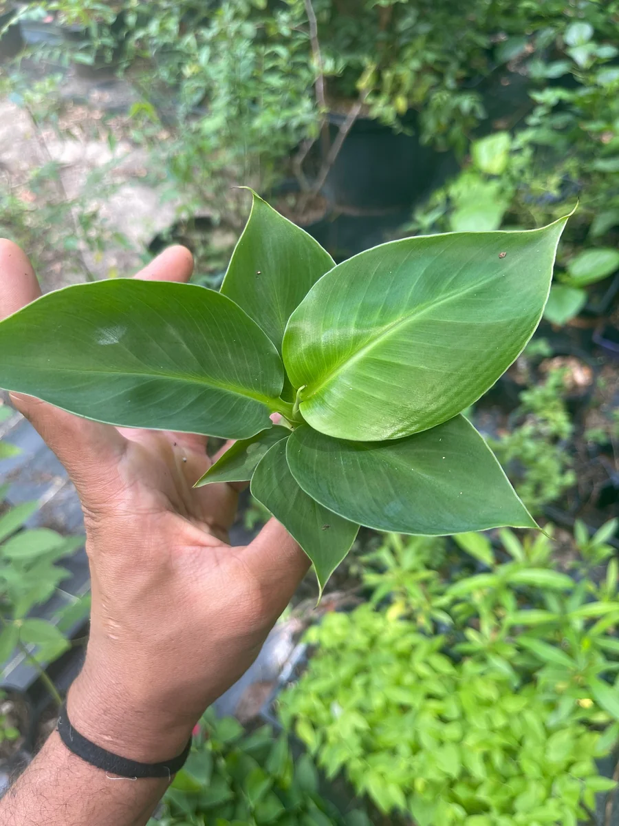 Musa Truly Tiny Banana Live Plant - Small Edible Dessert Variety - 2-4 ft - Image 2