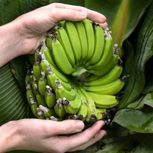 Musa Truly Tiny Banana Live Plant - Small Edible Dessert Variety - 2-4 ft - Image 5