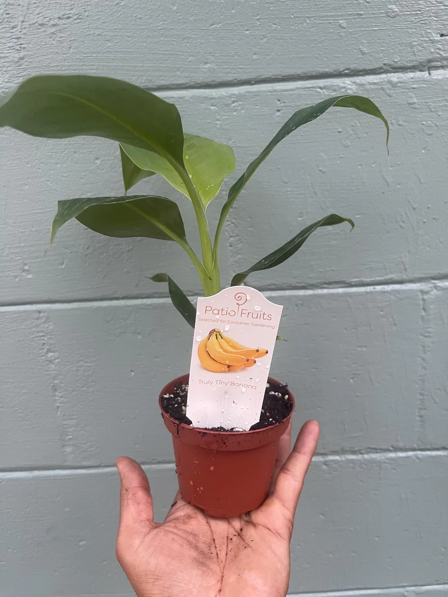 Musa Truly Tiny Banana Live Plant - Small Edible Dessert Variety - 2-4 ft - Image 7