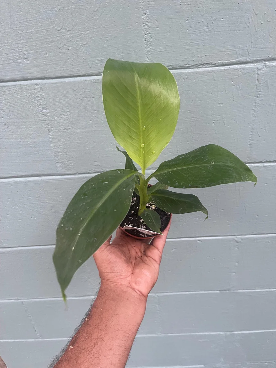 Musa Truly Tiny Banana Live Plant - Small Edible Dessert Variety - 2-4 ft - Image 8