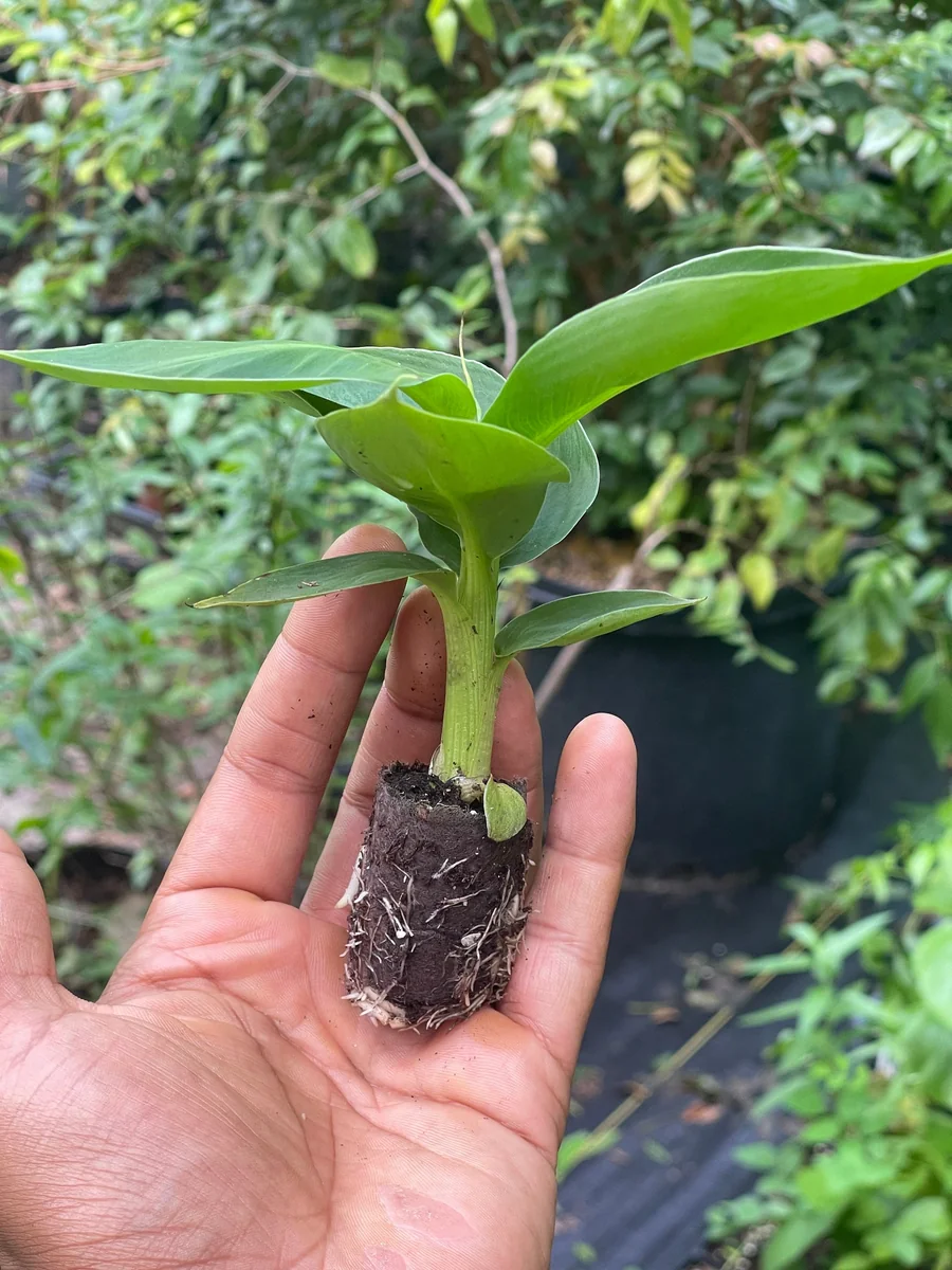 Musa Truly Tiny Banana Live Plant - Small Edible Dessert Variety - 2-4 ft - Image 1