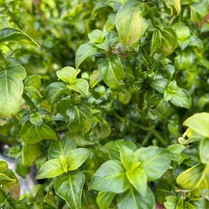 Mushroom Plant Rungia klossii Live Plant - 1 ft Tall in 1 Gallon Pot - Edible Herb - Image 1