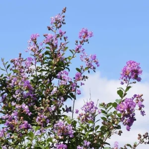 Muskogee Lavender Crape Myrtle Live Plant - Lagerstroemia Indica - Quart Pot - Image 4